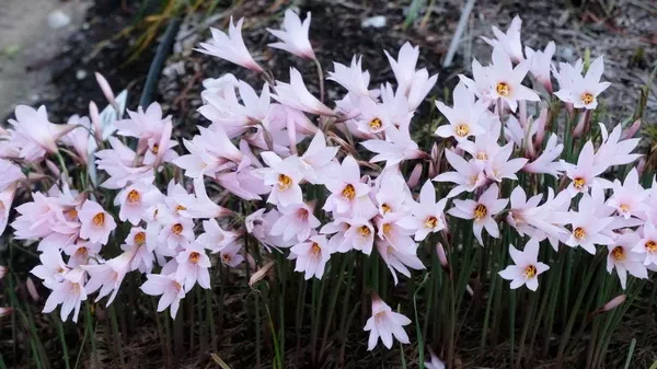 Habranthus martinezii 'Mini-Cherry'