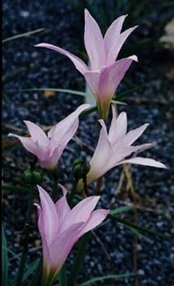 Habranthus robustus 'Russell Manning'