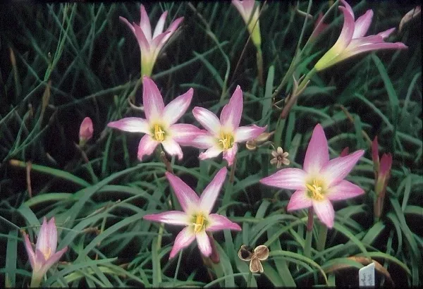 Habranthus robustus