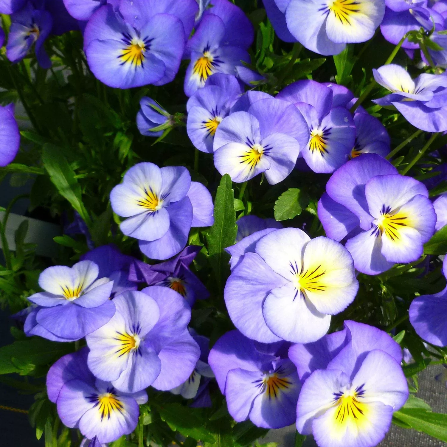 'Halo Sky Blue' Perennial Violet (Viola)