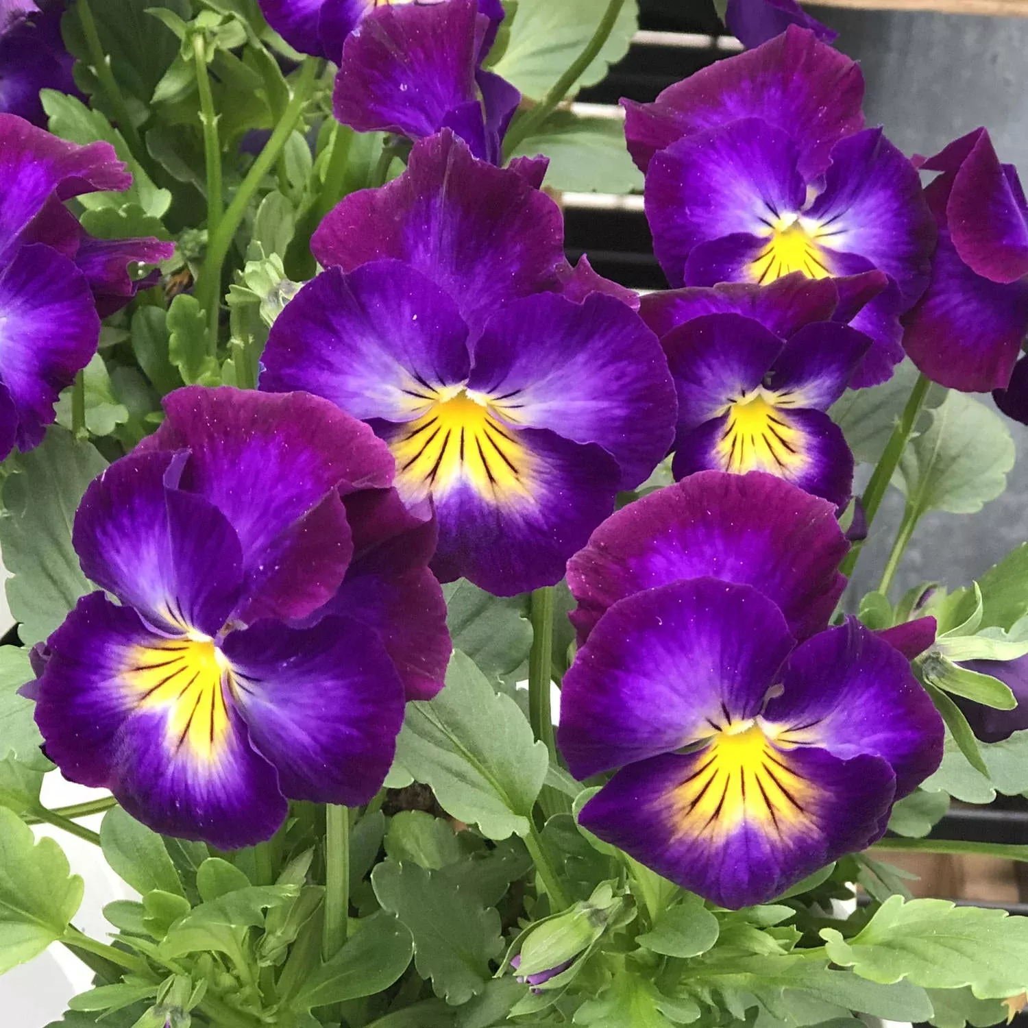 'Halo Violet' Perennial Violet (Viola)