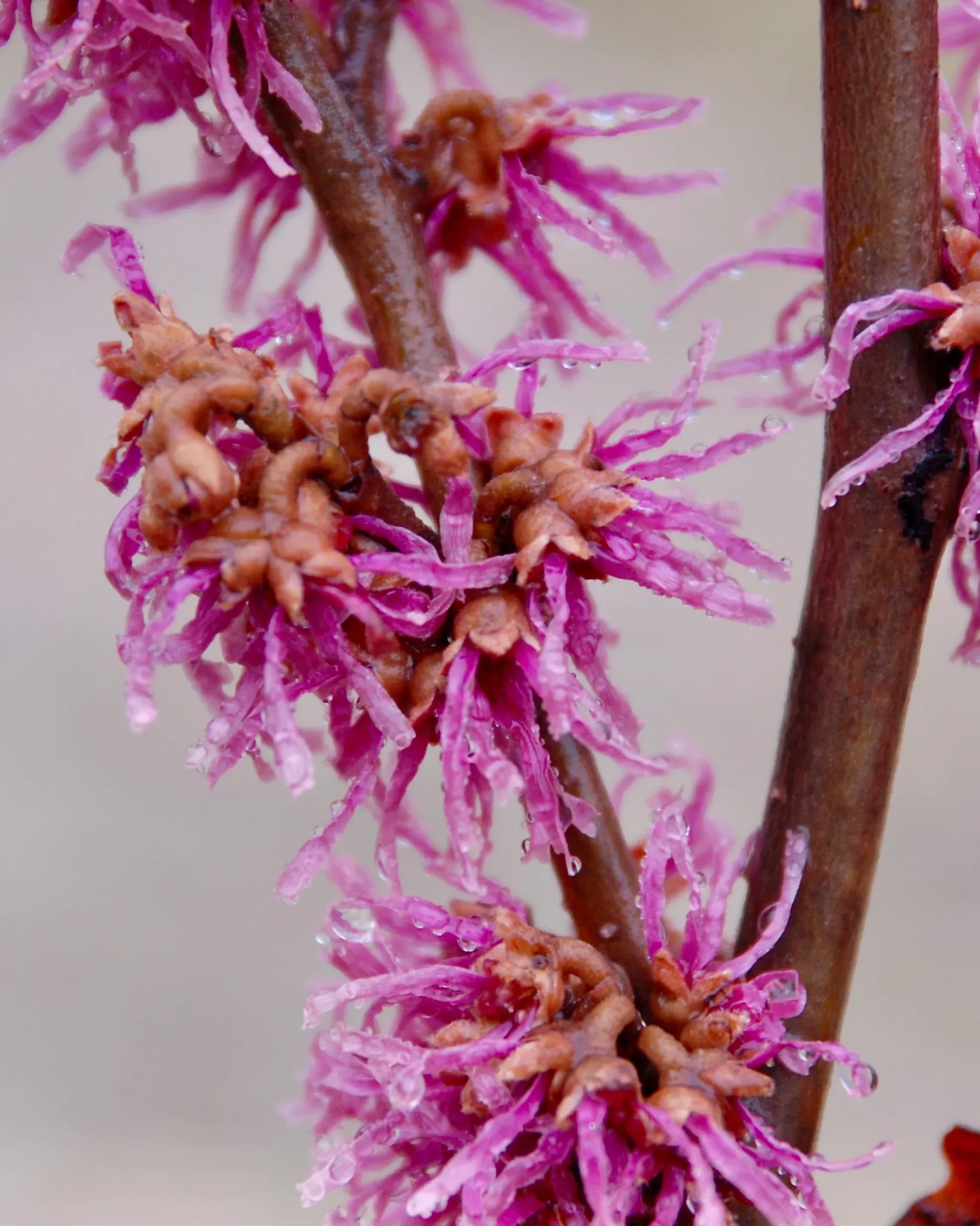 Hamamelis x 'Amethyst' (Witch Hazel)