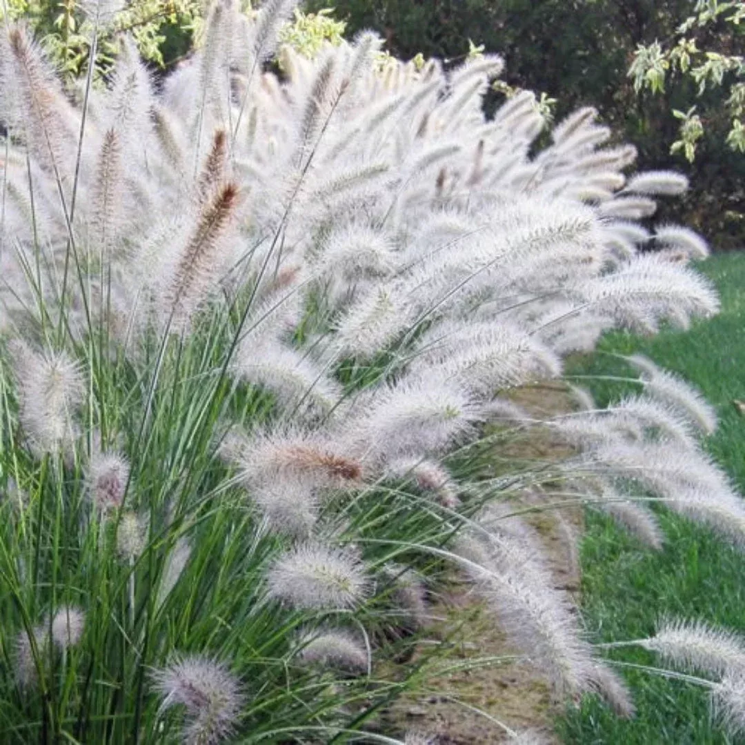 Hameln Dwarf Fountain Grass – Compact Showy | Pixies Gardens