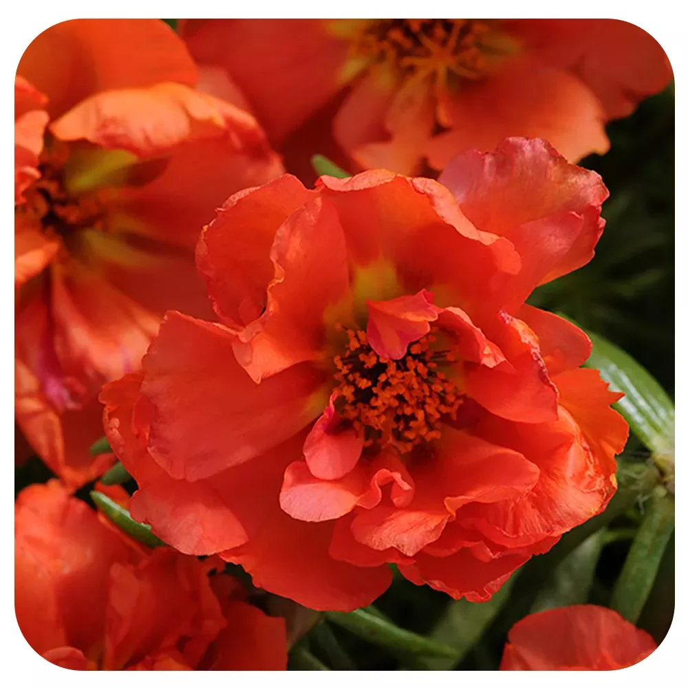 Hanging Basket- Full Sun - Portulaca