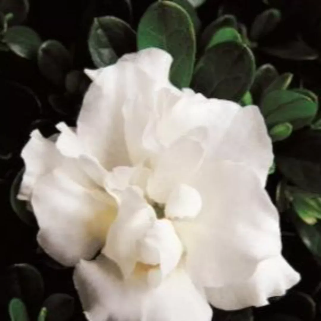 Hardy Gardenia Azalea – Semi-Double White E | Pixies Gardens