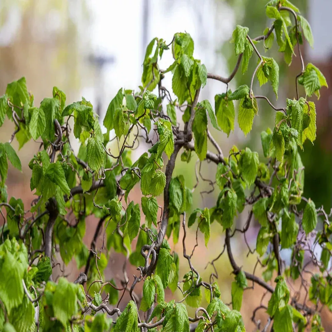 Harry Lauders Walking Stick | Pixies Gardens