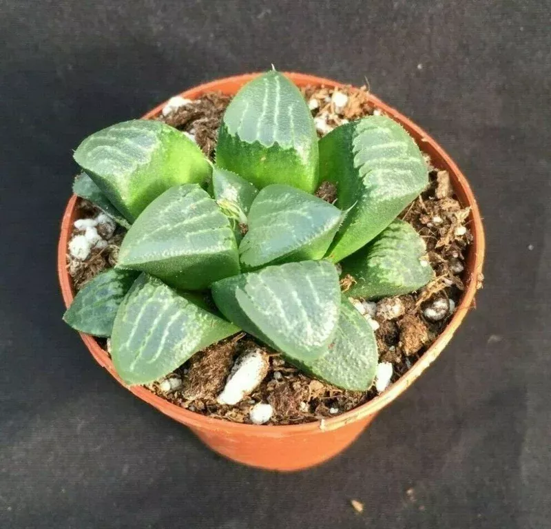 Haworthia Bayeri ‘Moon Shadow’ Succulent Plant Live – 2 inch Pot Indoor