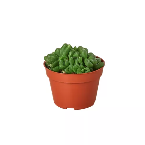 Haworthia Cooperi