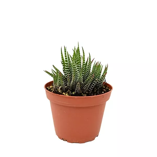 Haworthia Zebra 4"