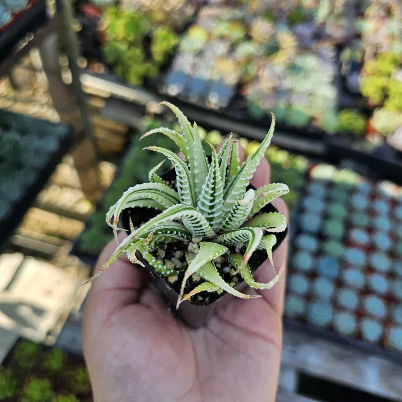 Haworthia Zebra Variegata Live Plant – 2 inch Pot – Indoor Succulent