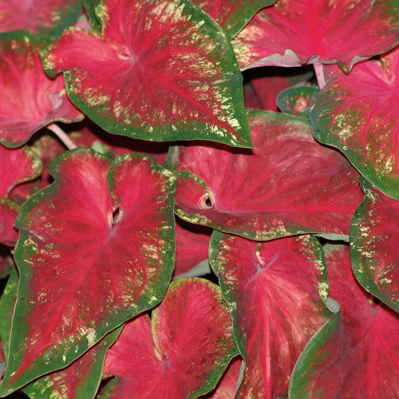 Heart to Heart Heart's Delight Caladium
