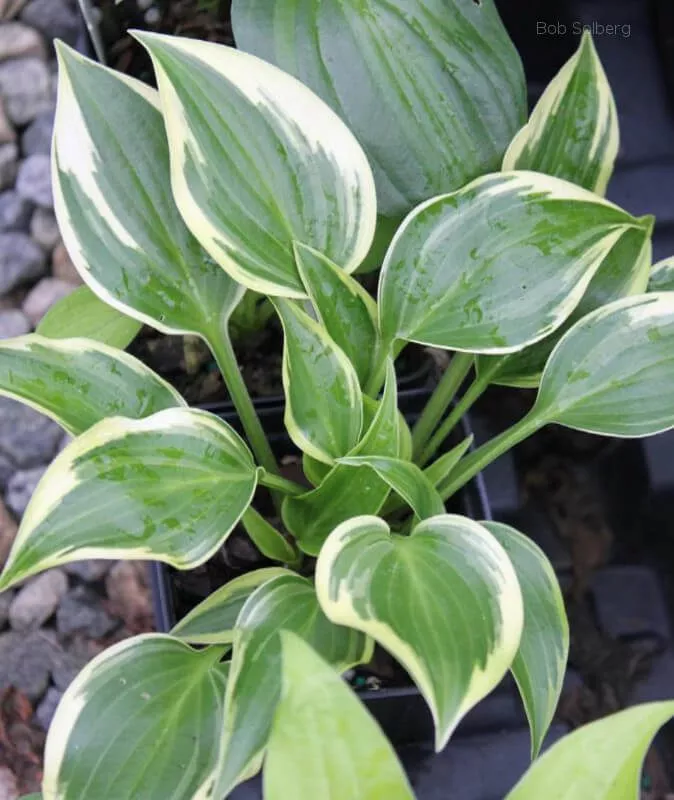 Heather Hill Hosta