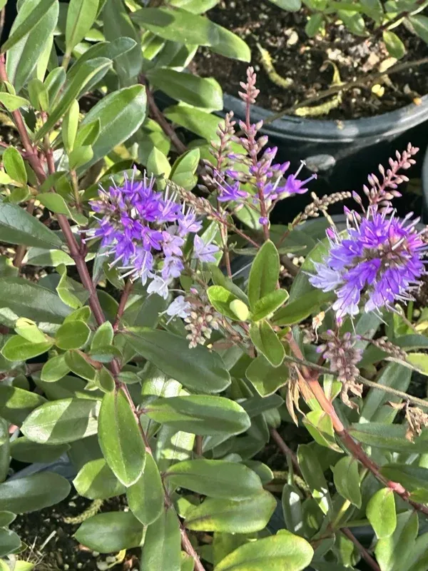 Hebe Franciscana Purple Veronica Live Plant, 6-12 inches, Outdoor Shrub