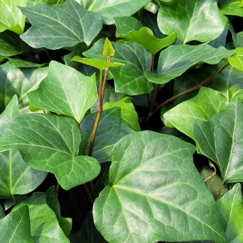 Hedera algeriensis 'Algerian Ivy' - [EG]