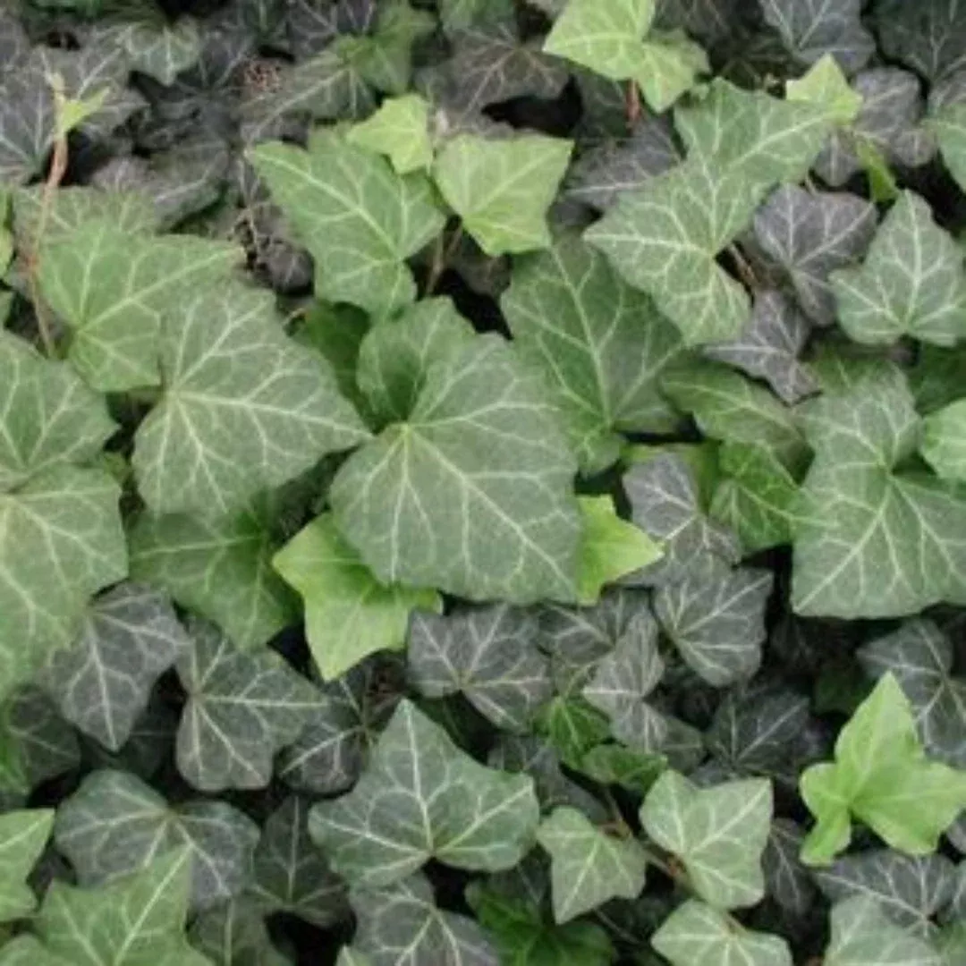 Hedera Helix 'Baltica' | Pixies Gardens