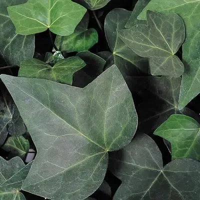 Hedera Montgomery Ivy
