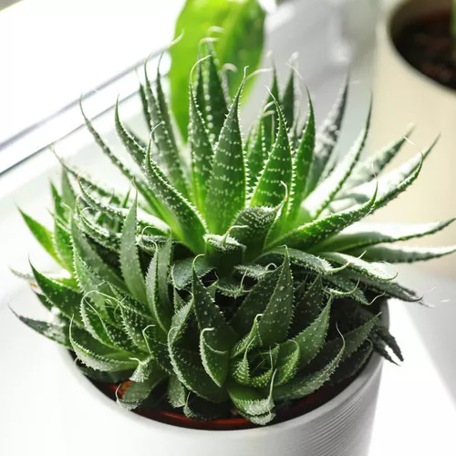 Hedgehog Aloe