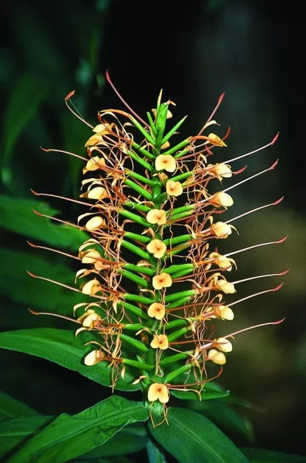 Hedychium coccineum 'Disney'