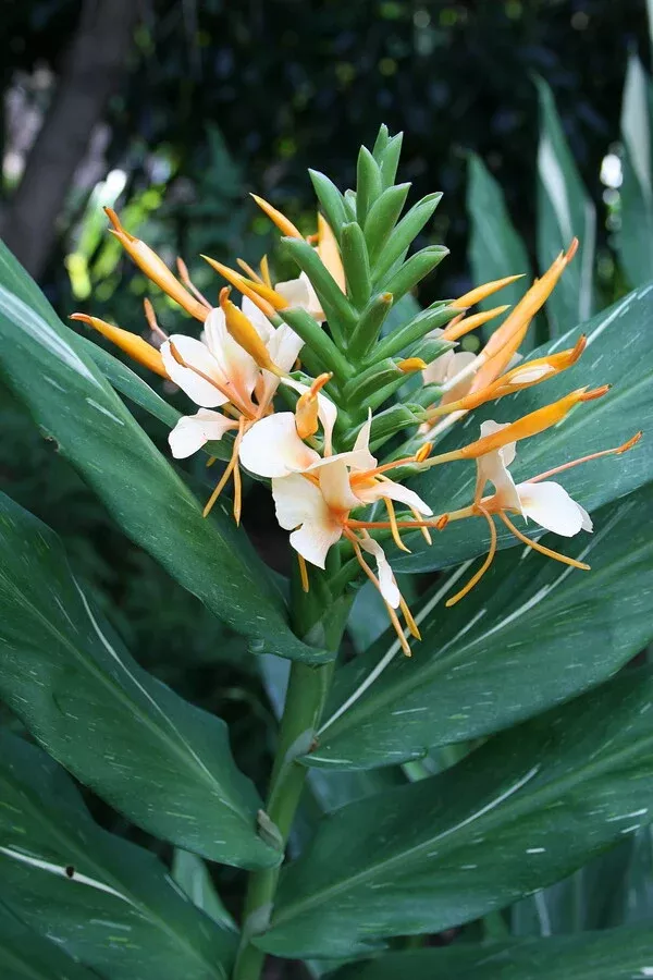 Hedychium 'Dr. Moy'