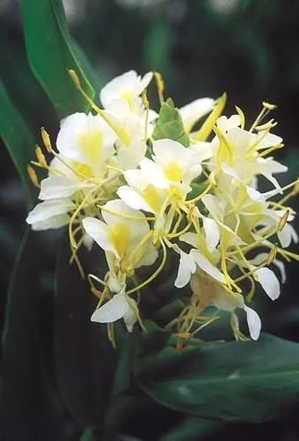 Hedychium 'Moy Giant'