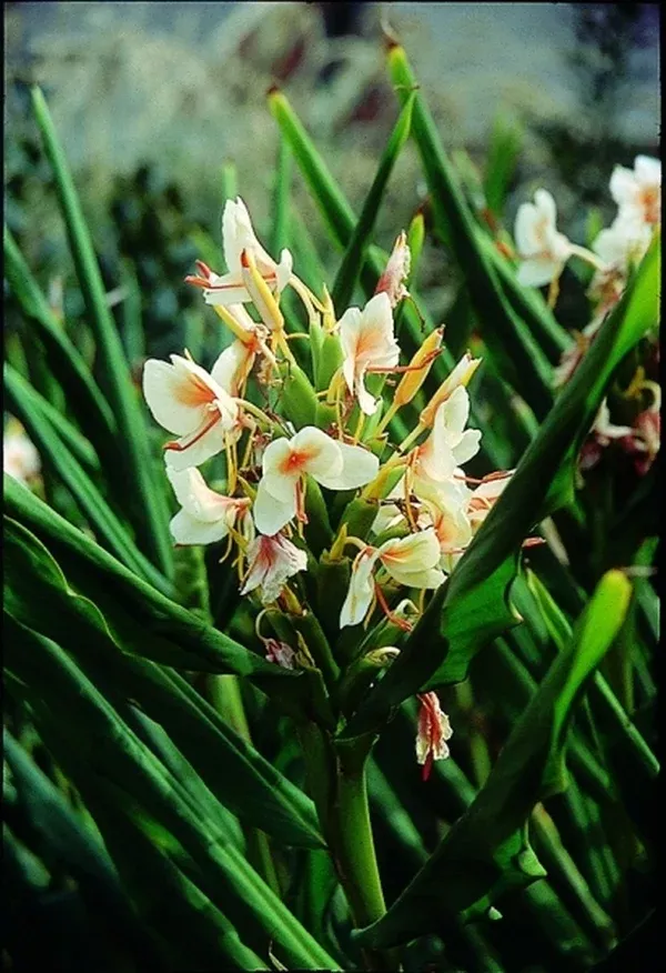 Hedychium 'Peach Delight'