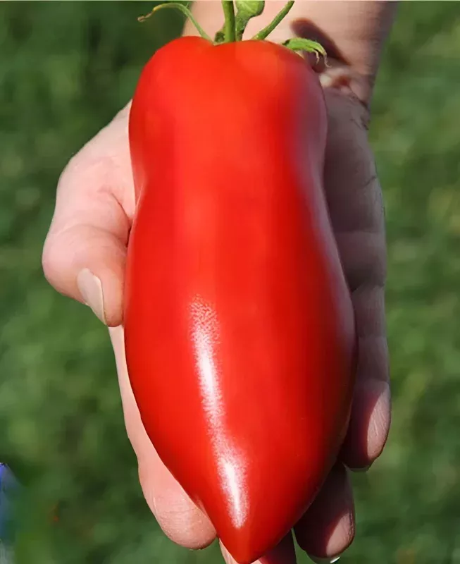 Heirloom Super Italian Paste Tomato Seeds – 100 Non-GMO Seeds, Large 6-10 oz Fruit