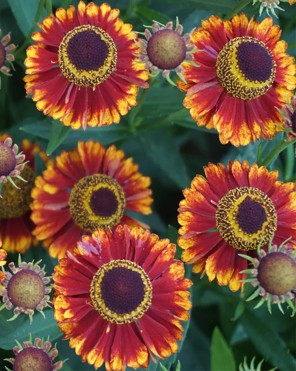 Helenium autumnale 'Bandera' (Sneezeweed)
