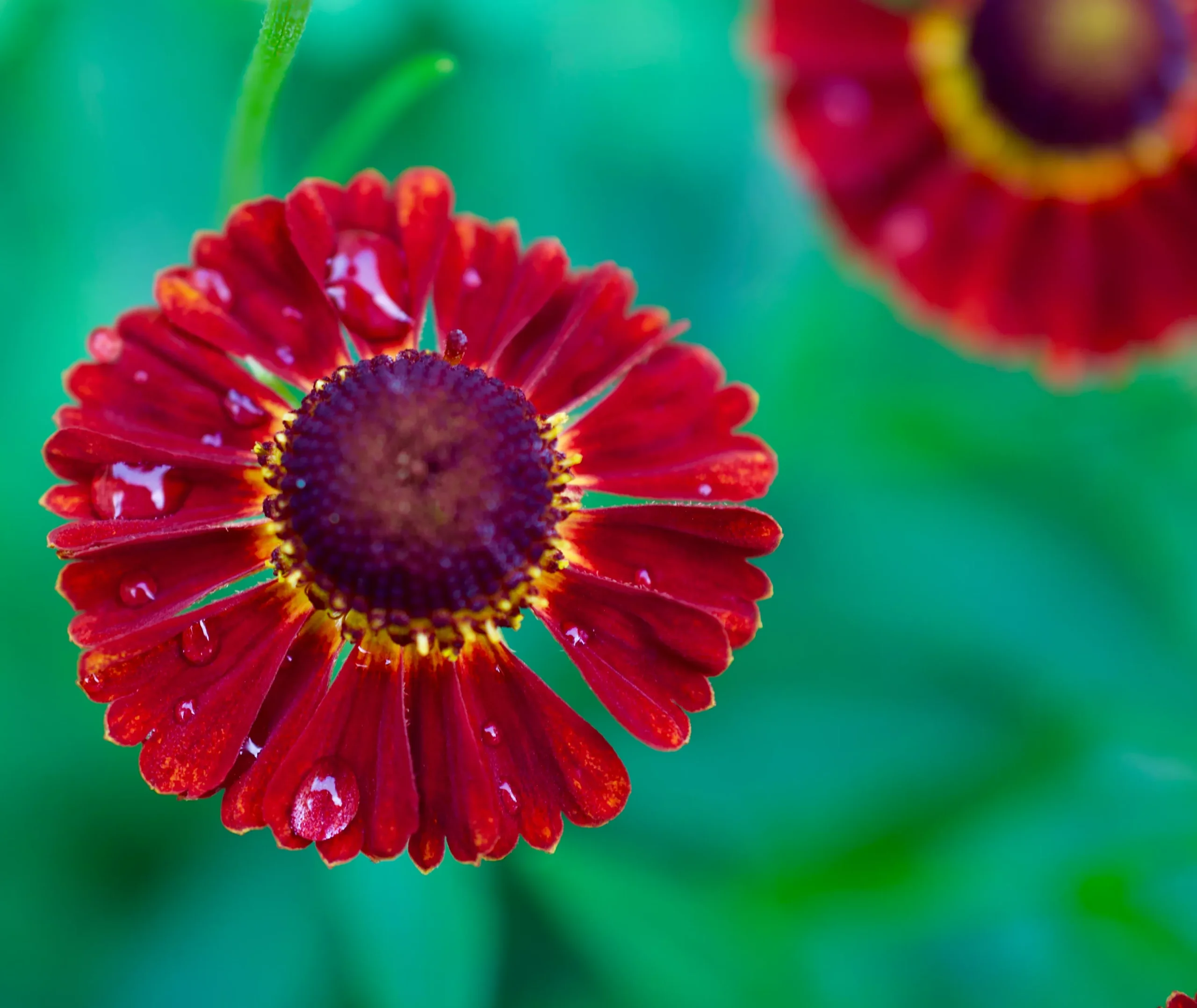 Helenium autumnale 'Ranchera'