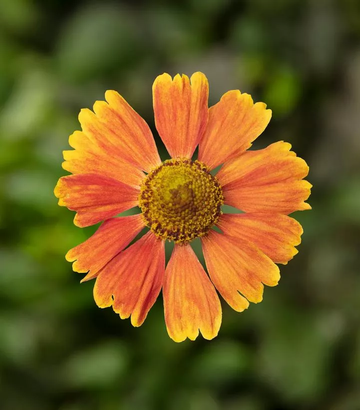 HELENIUM HAYDAY `RED`