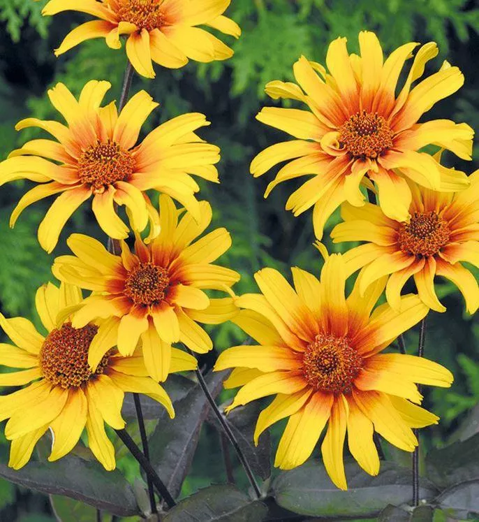 Heliopsis 'Burning Hearts'