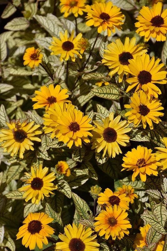 Heliopsis hel. 'Touch of Blush' PW 1.5C
