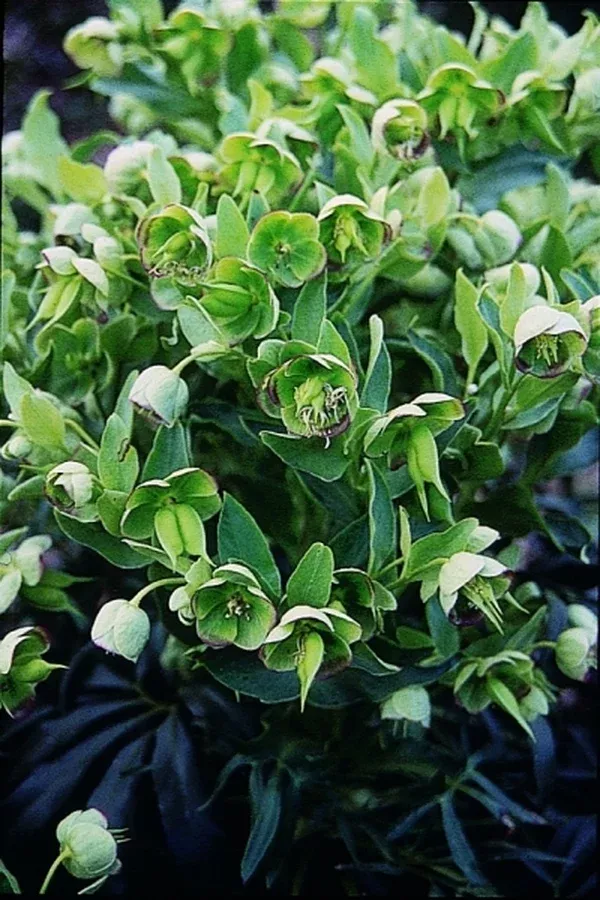 Helleborus foetidus 'Sienna'
