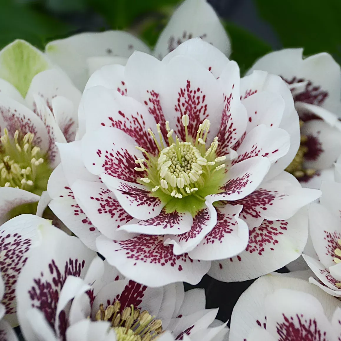 Helleborus x hybridus 'Confetti Cake' (Lenten Rose)