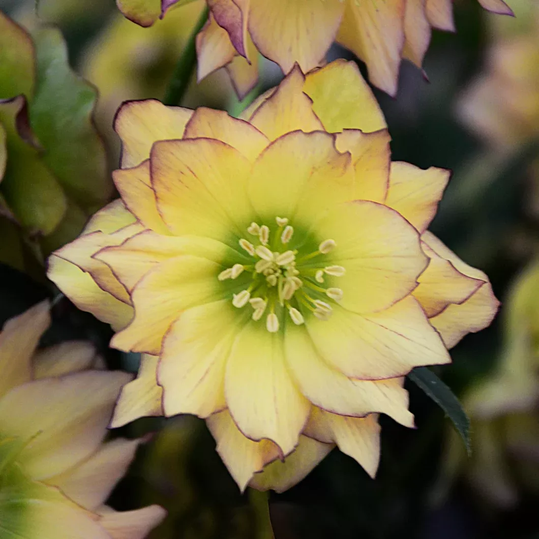 Helleborus x hybridus 'First Dance' (Lenten Rose)