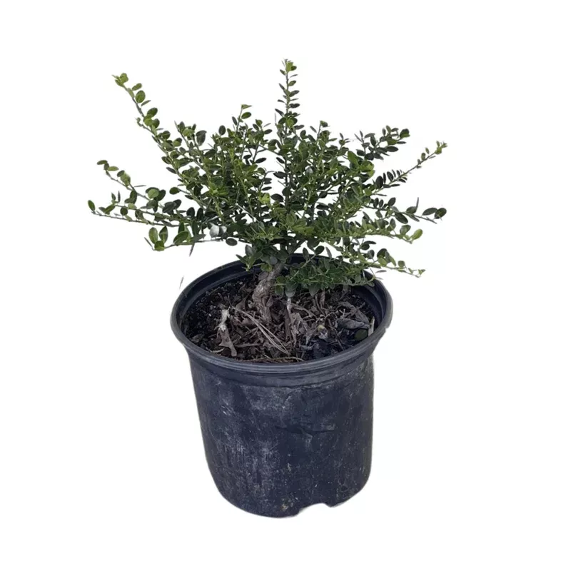 Helleri Japanese Holly (Ilex Crenata ‘Helleri’) – 1 Gallon Potted Live Shrub