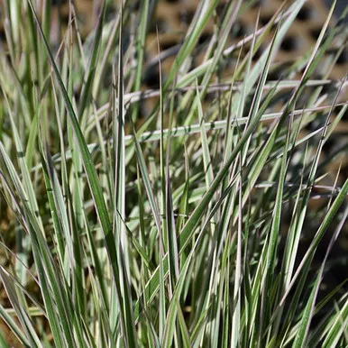Hello Spring Reed Grass