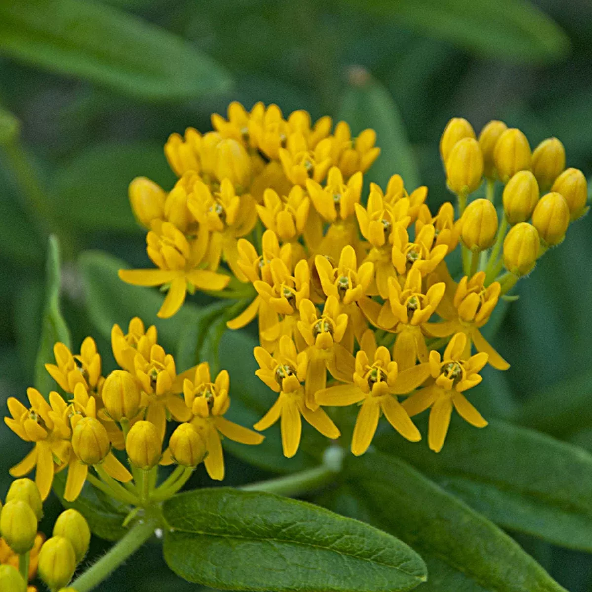 'Hello Yellow' Milkweed (Asclepias)