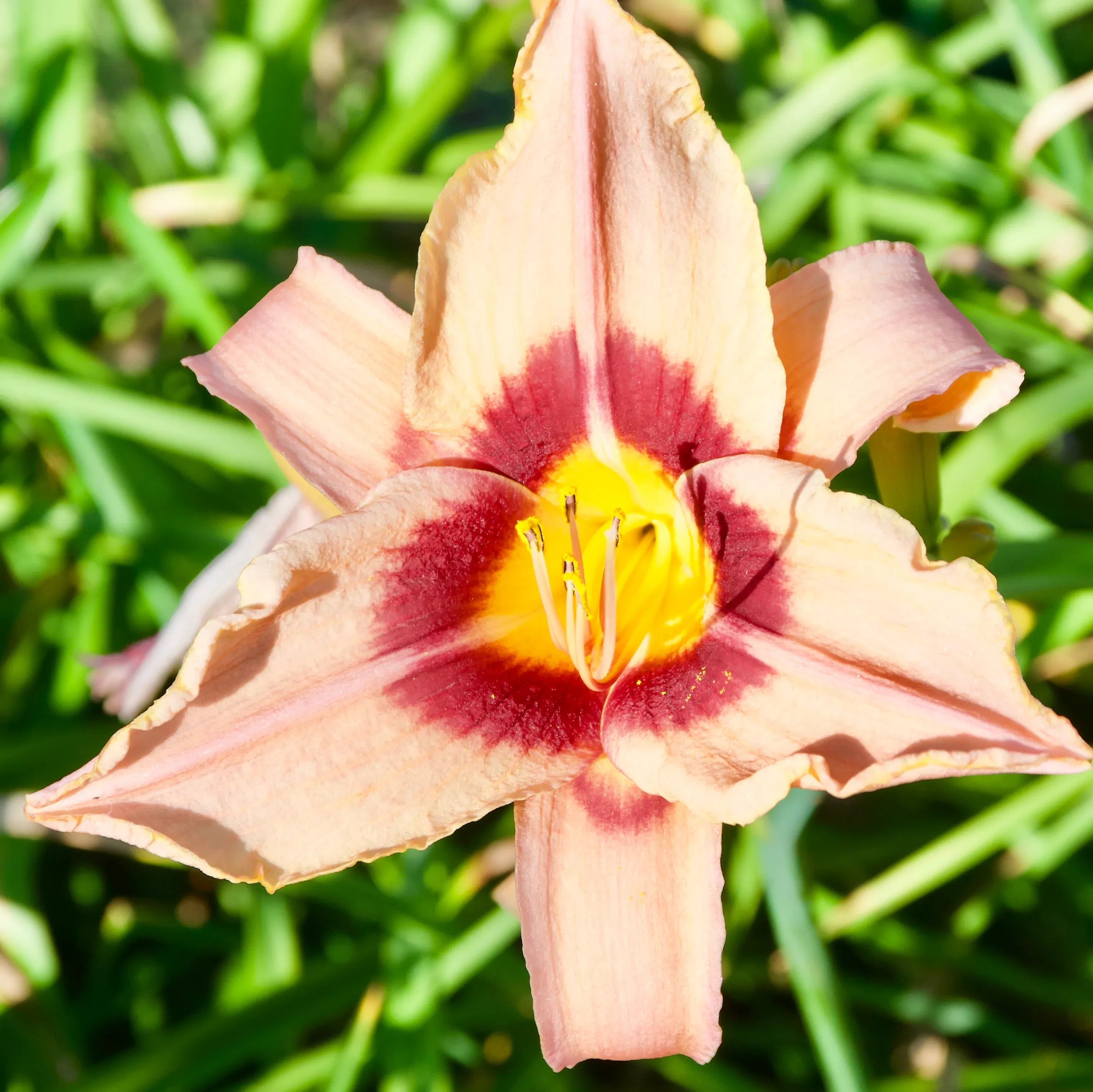 Hemerocallis 'Along the Way' (Daylily)