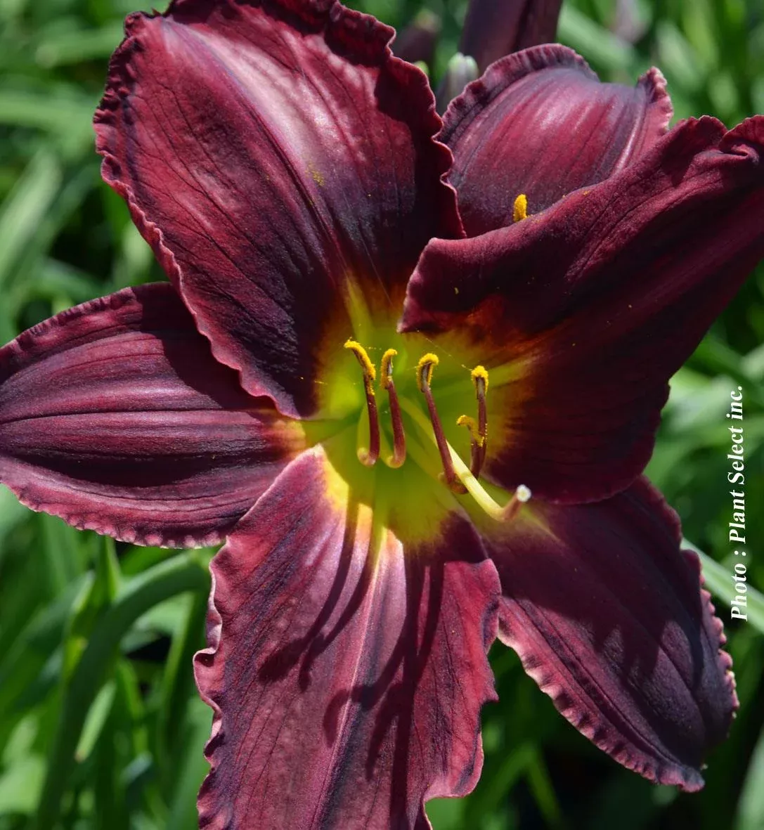 Hemerocallis 'Best Beau'