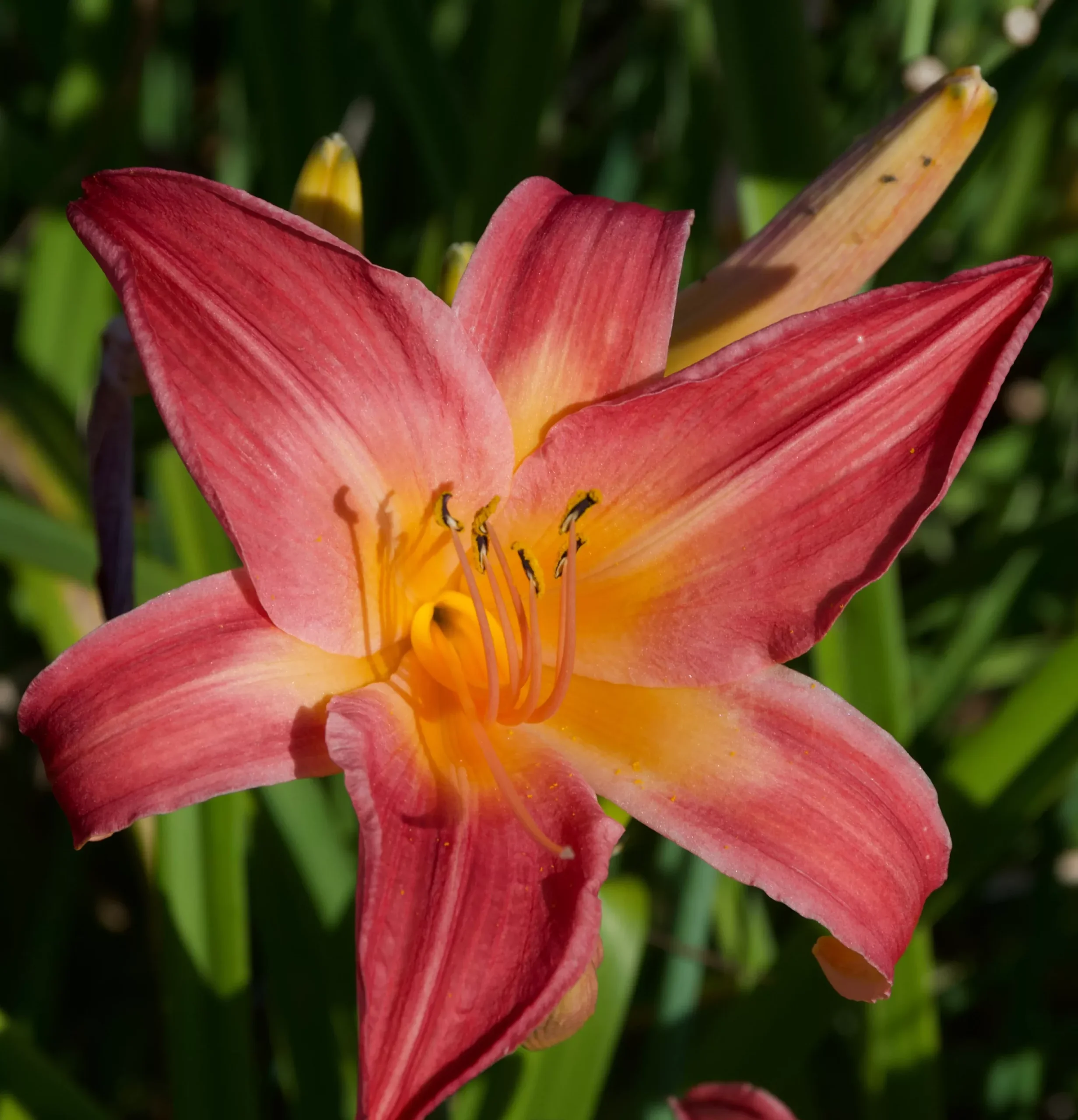 Hemerocallis 'Cherry Cheeks' (Daylily)