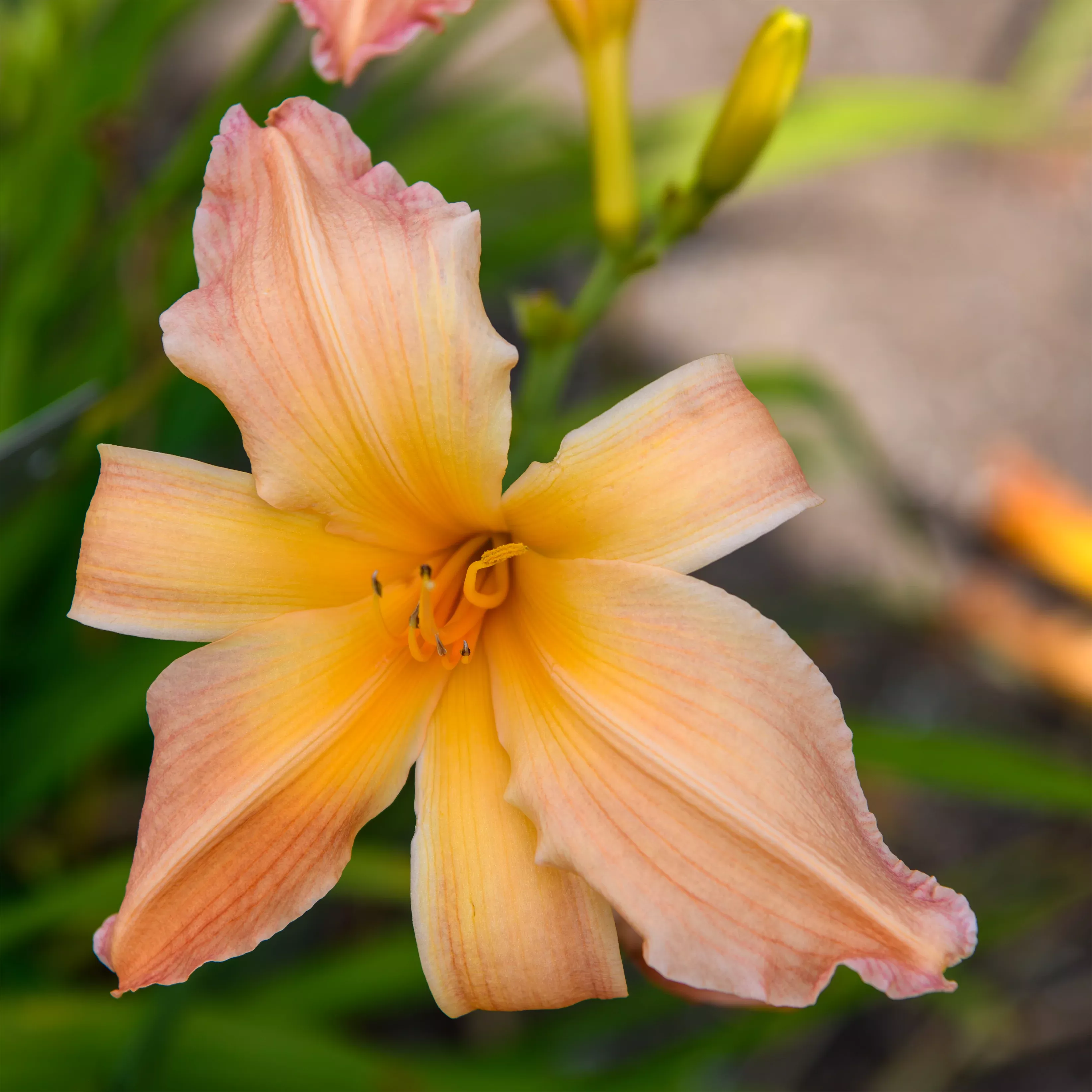 Hemerocallis 'Circus Clown'