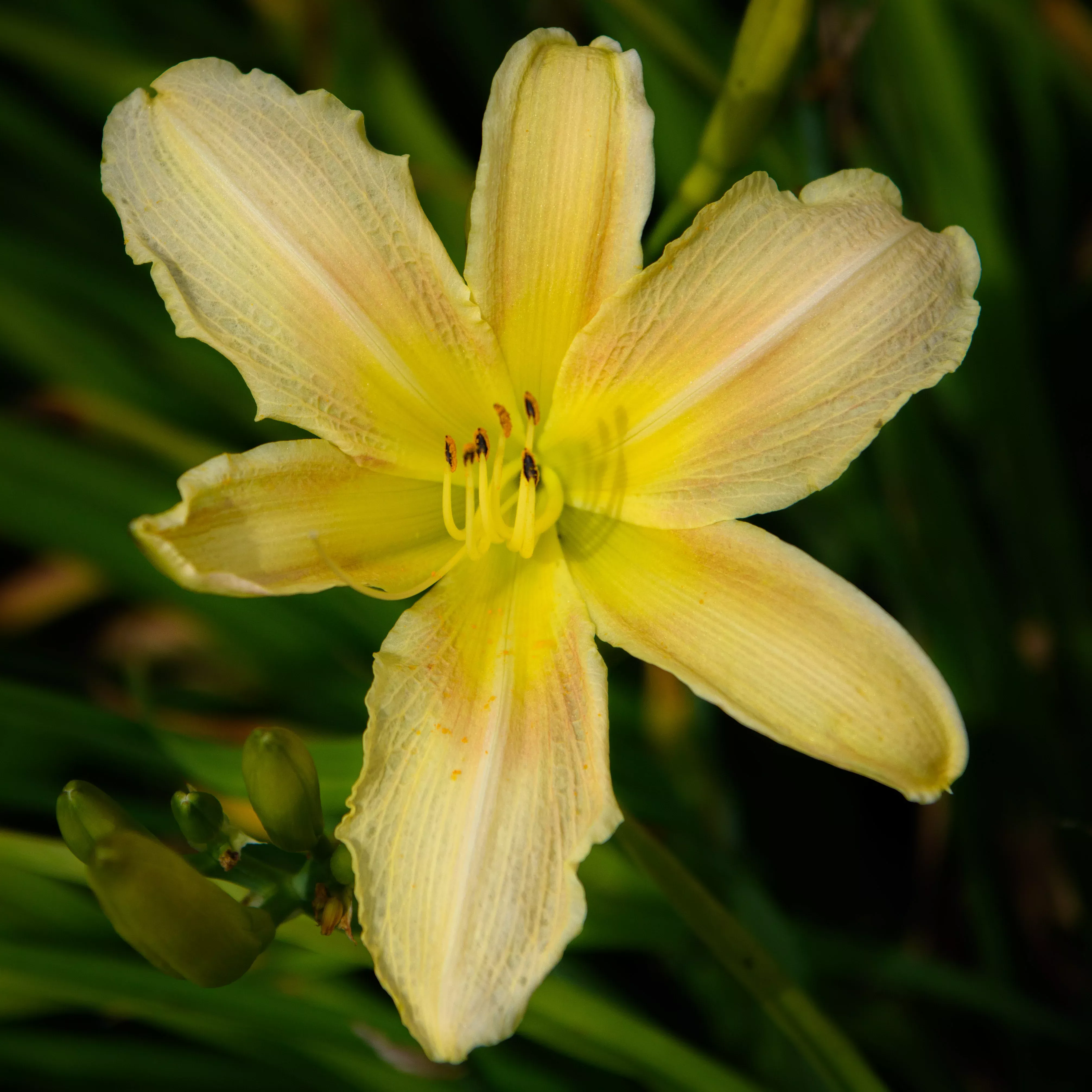 Hemerocallis 'Daiquiri'