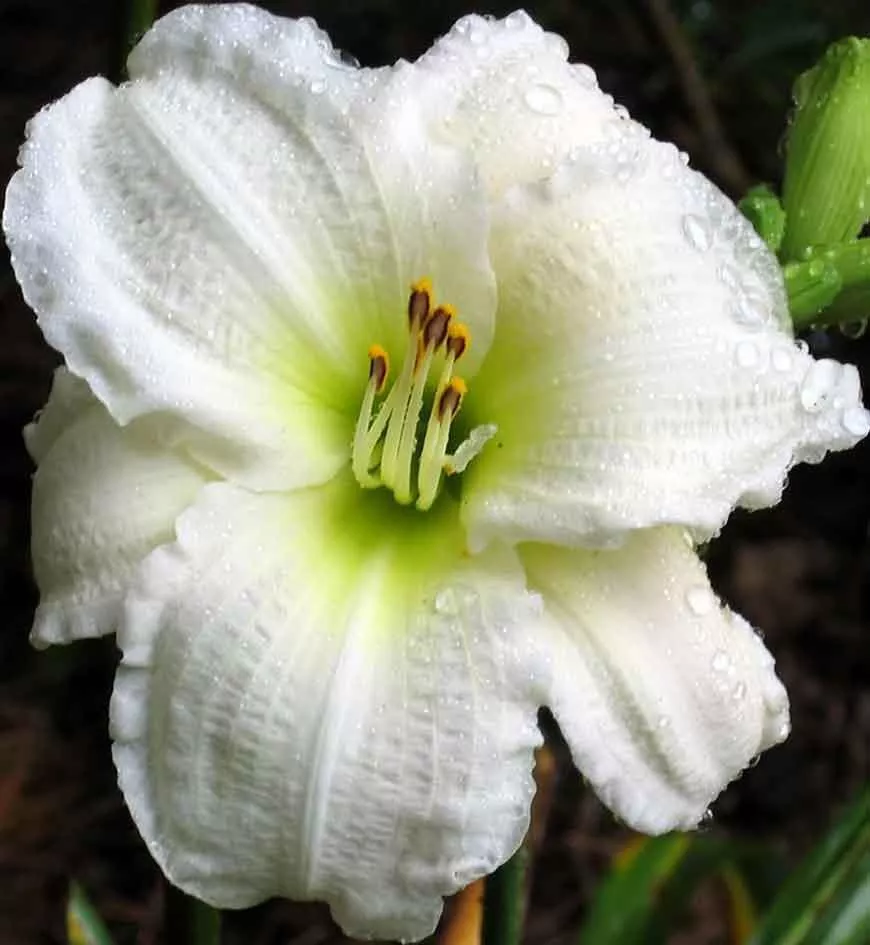 HEMEROCALLIS `GENTLE SHEPHERD`