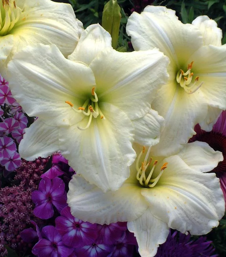 Hemerocallis 'Joan Senior'