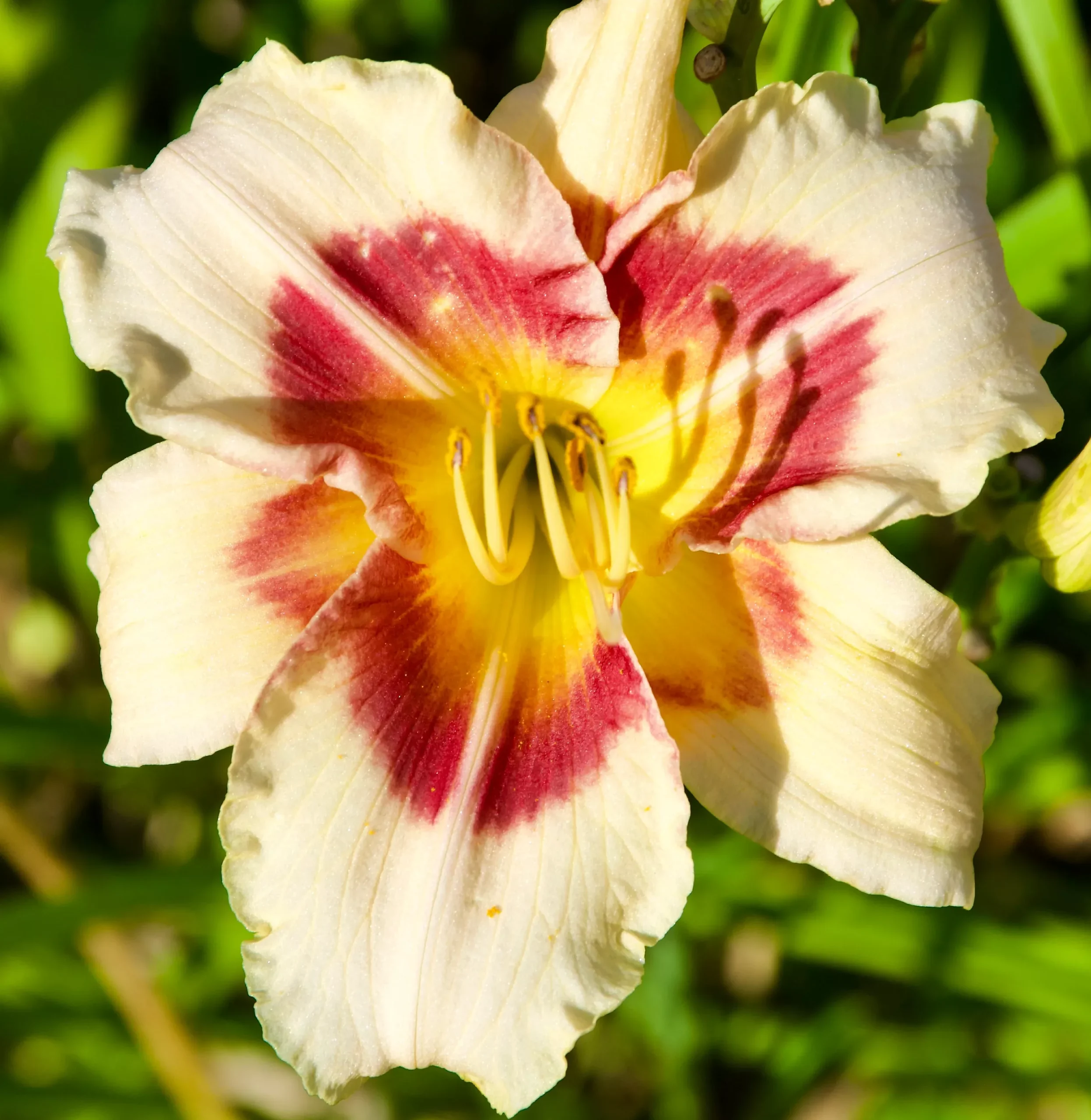 Hemerocallis 'Lady Eleanor' (Daylily)