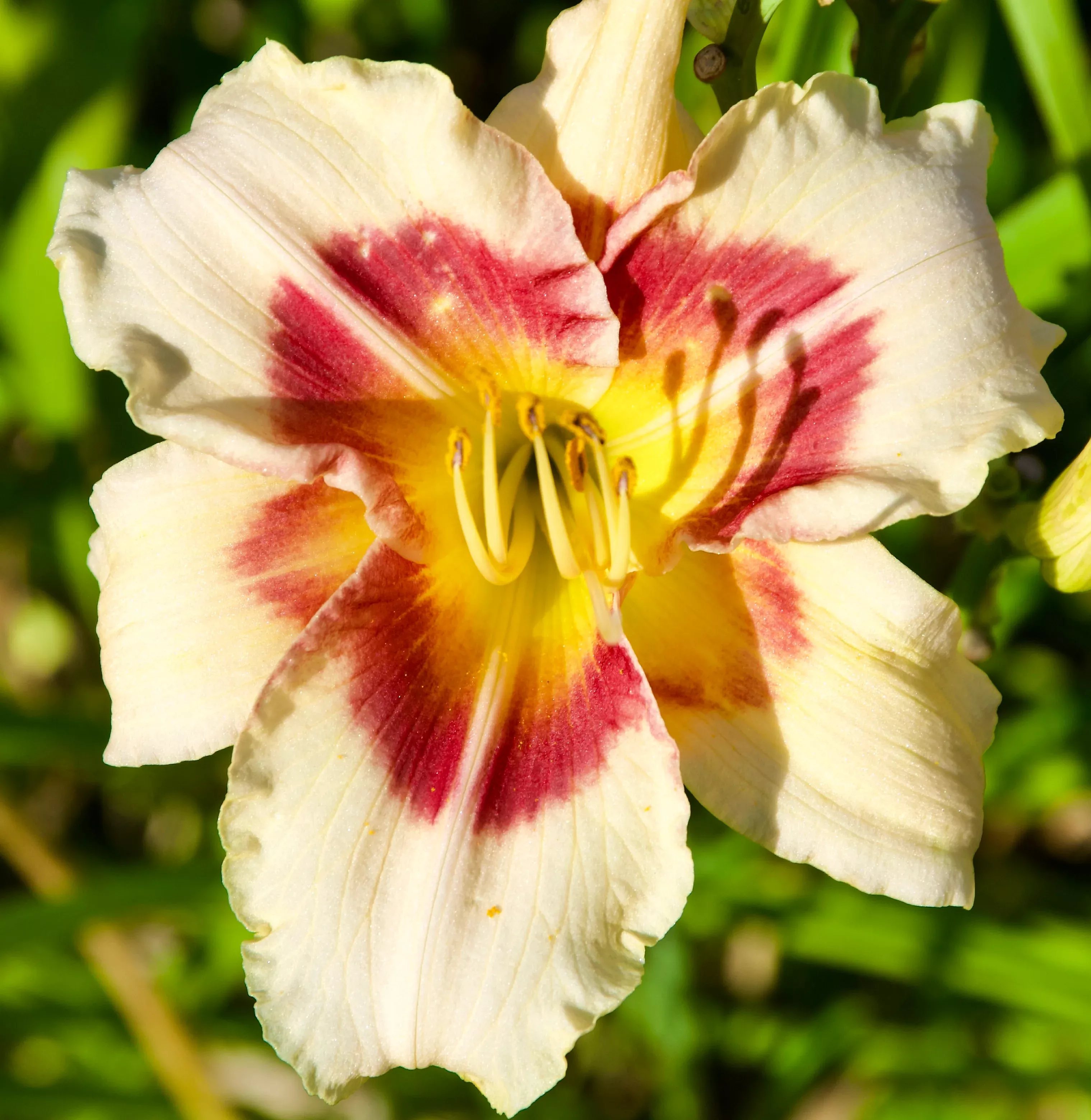 Hemerocallis 'Lady Eleanor' (Daylily)