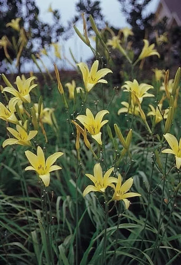 Hemerocallis lilioasphodelus