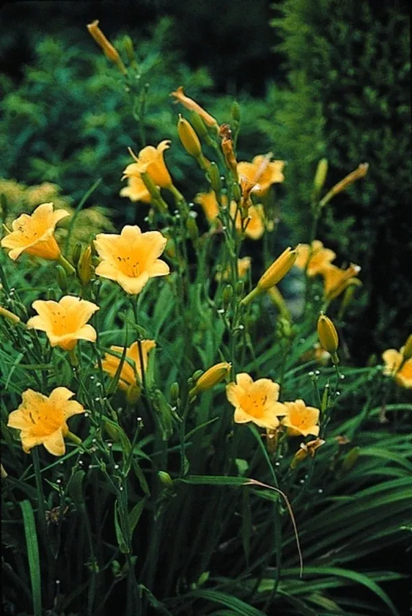 Hemerocallis 'Penny's Worth'