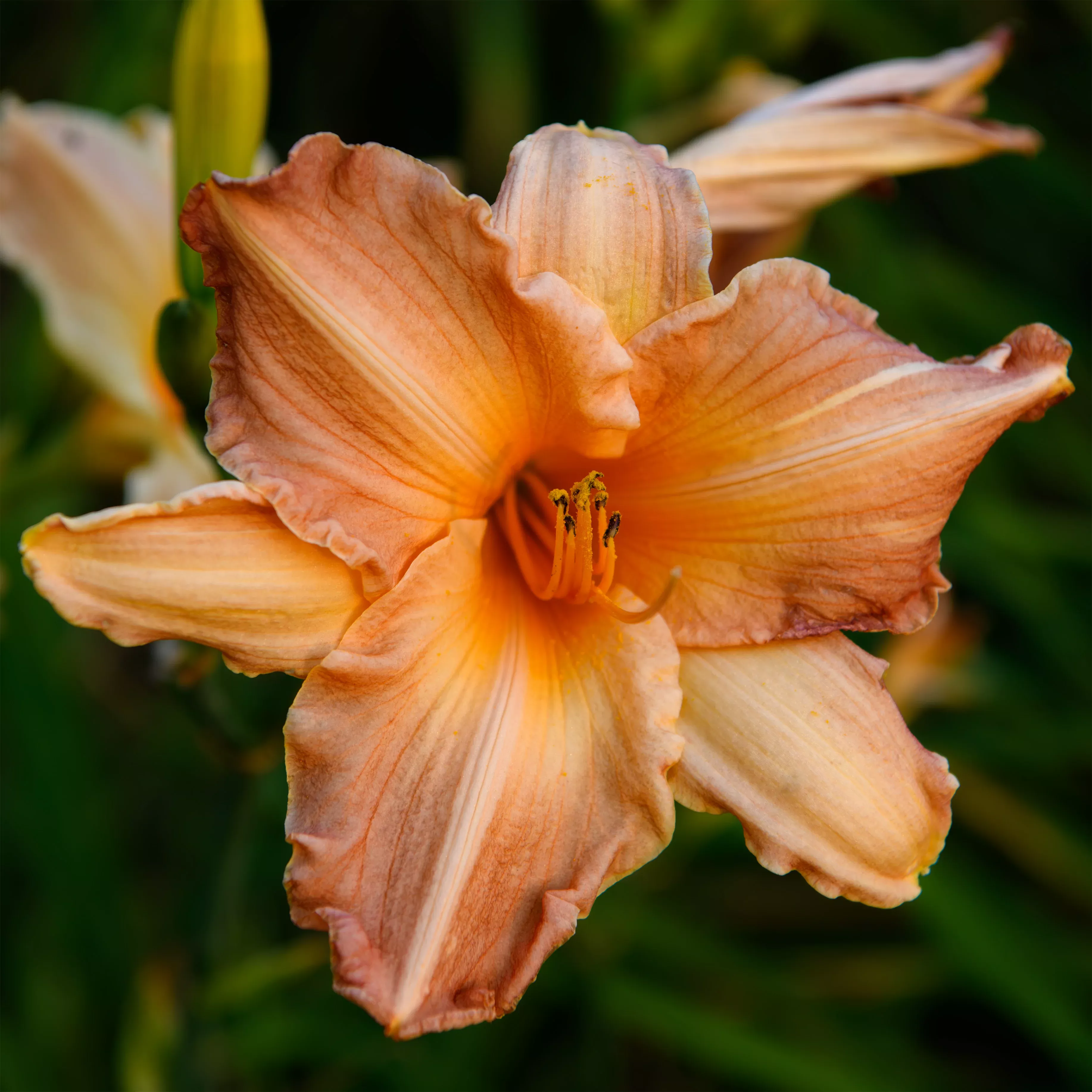 Hemerocallis 'Pink Embers'