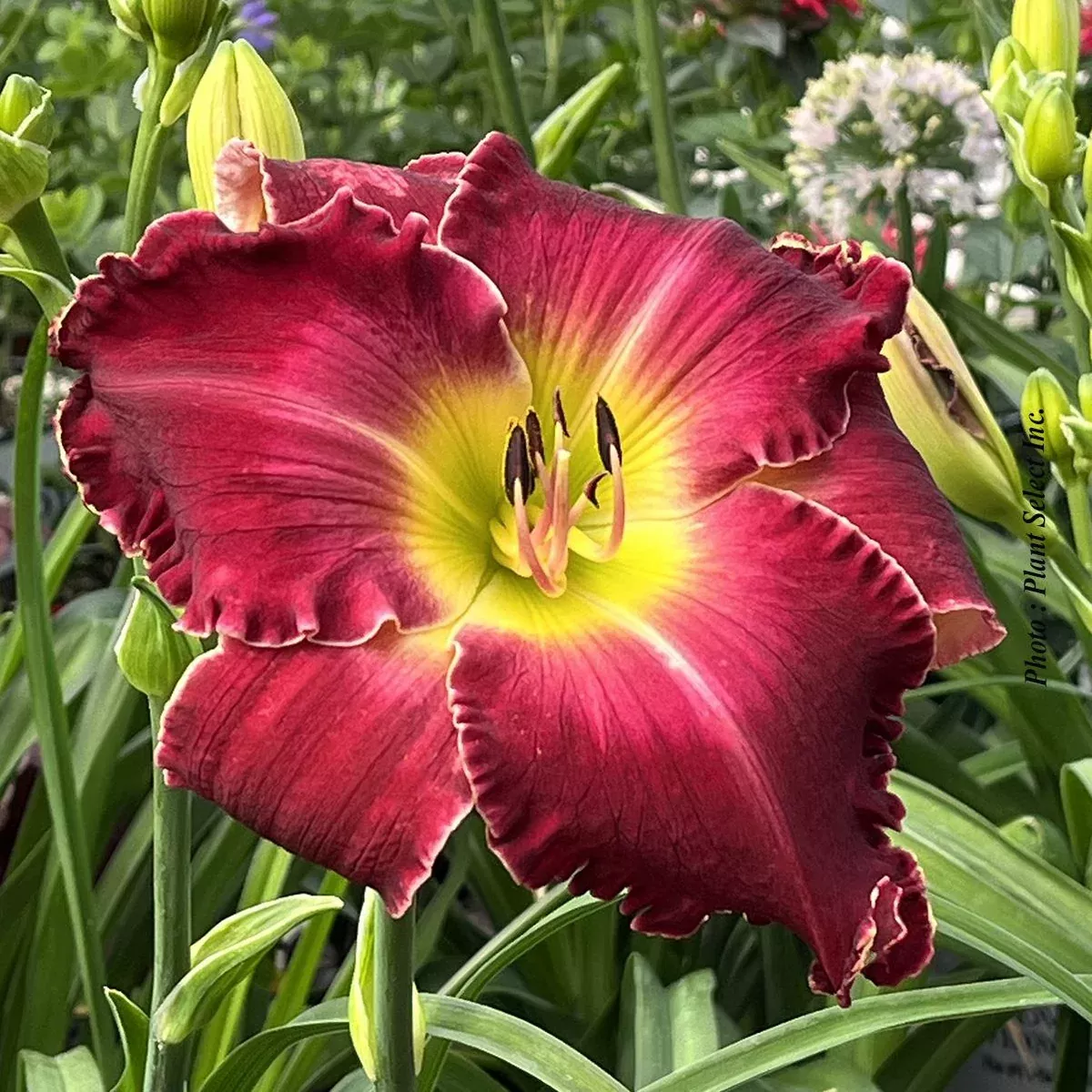 HEMEROCALLIS RAINBOW RHYTHM `BLOOD SWEAT AND TEARS